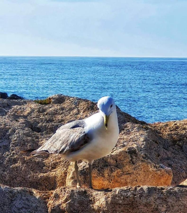 Comodo Apartamento Cerca Del Mar Santa Pola Buitenkant foto